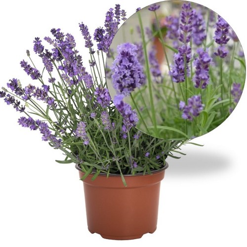 Lavandula angustifolia 'LaDiva Spirit Purple Blue' - Tähklavendel 'LaDiva Spirit Purple Blue'